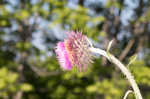 Nodding plumeless thistle